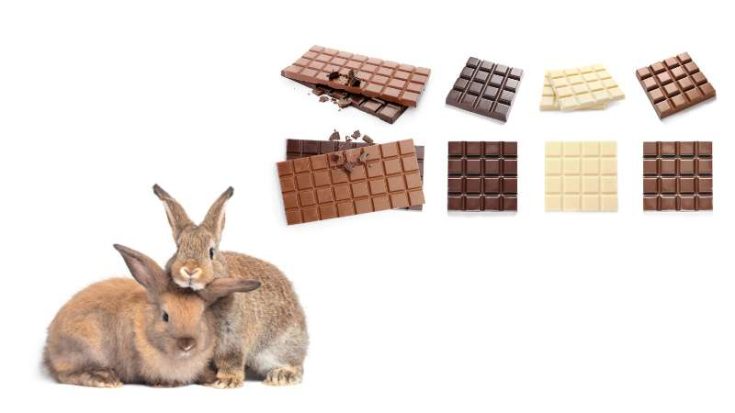 Can Rabbits Eat Chocolate? | Pet Diet Guide