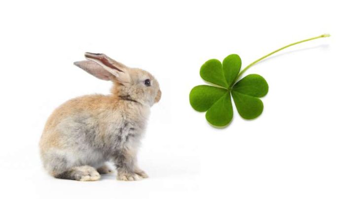 Can Rabbits Eat Clover?