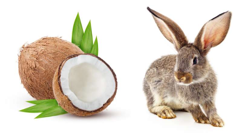 Can Rabbits Eat Coconut Pet Diet Guide can-rabbits-eat-coconut-pet-diet-guide