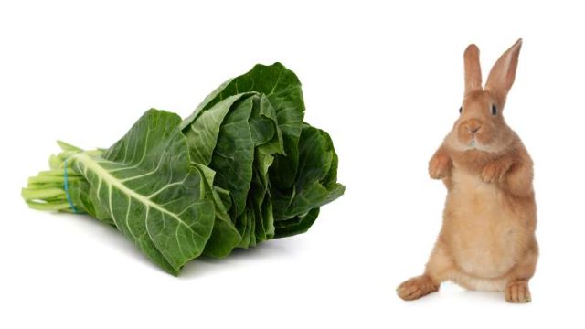Can Rabbits Eat Collard Green Leaves