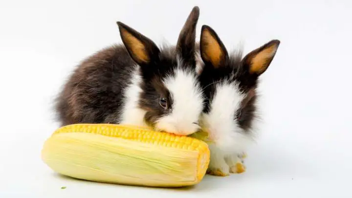 Can Rabbits Eat Corn?