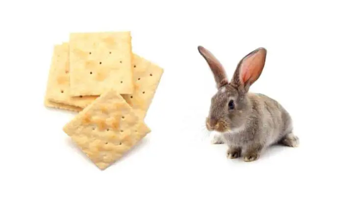 Can Rabbits Eat Crackers?
