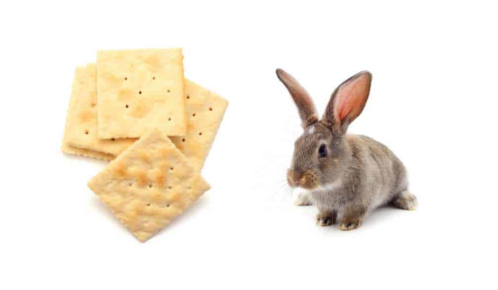 Can Rabbits Eat Crackers?