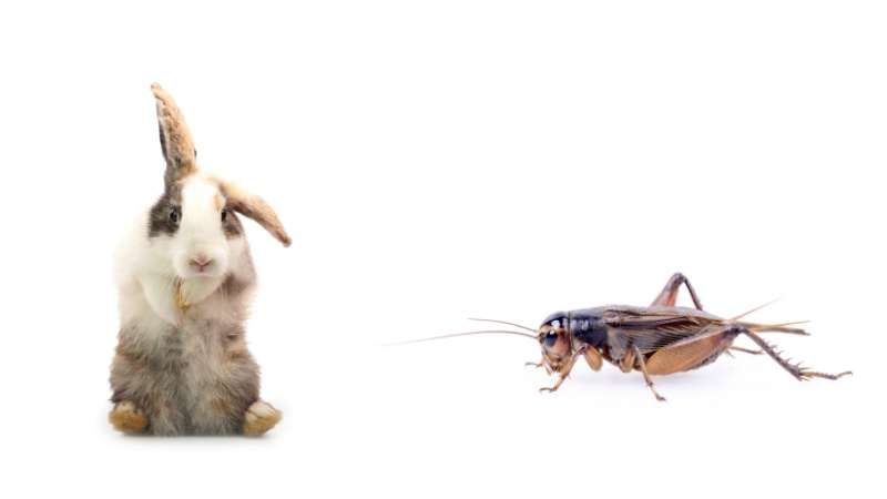 Can Rabbits Eat Crickets