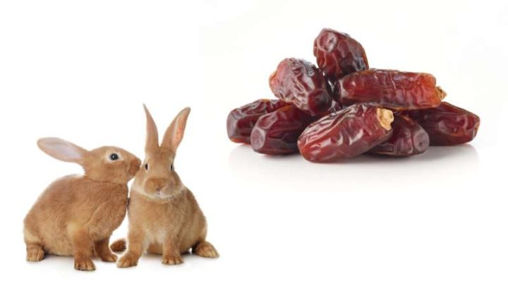 Can Rabbits Eat Dates?