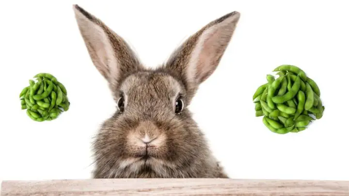 Can Rabbits Eat Edamame?
