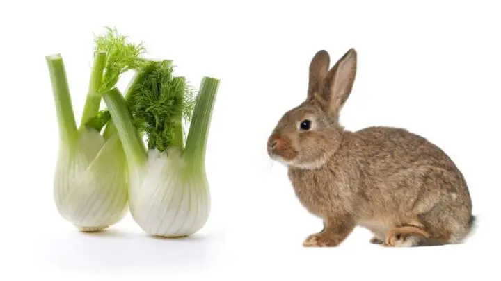 Can Rabbits Eat Fennel?