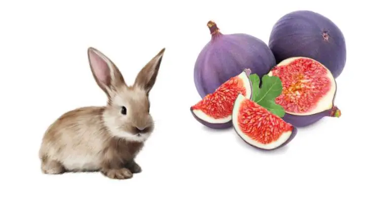 Can Rabbits Eat Figs?