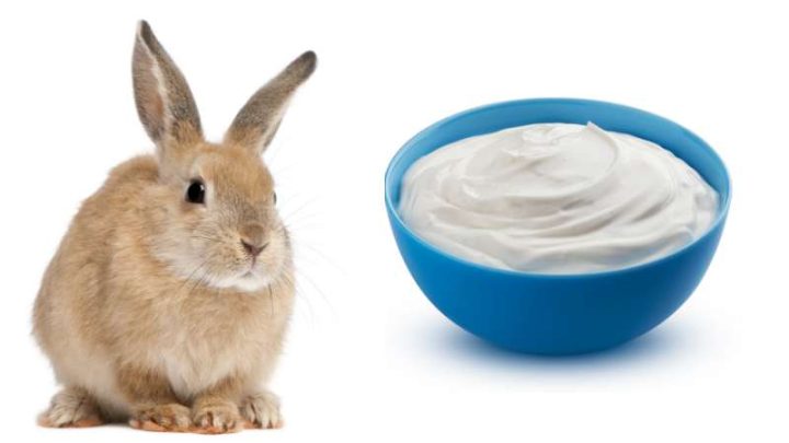 Can Rabbits Eat Greek Yogurt?
