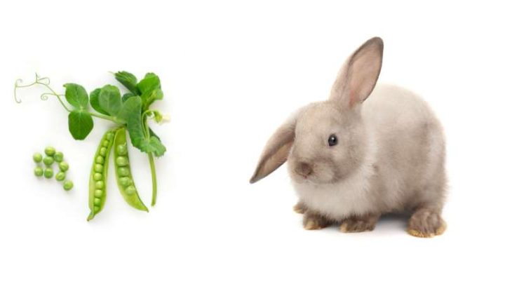 Can Rabbits Eat Green Beans?