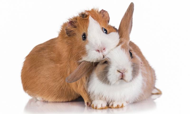 Stunning Can Rabbits And Guinea Pigs Eat The Same Food Capture Nature Stunning Can Rabbits And Guinea Pigs Eat The Same Food Capture Nature