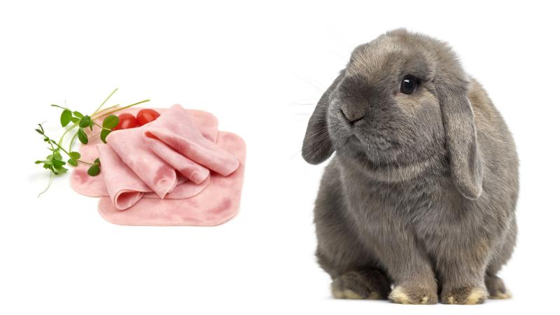 Can Rabbits Eat Ham? | Pet Diet Guide