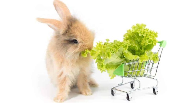 Can Rabbits Eat Lettuce?