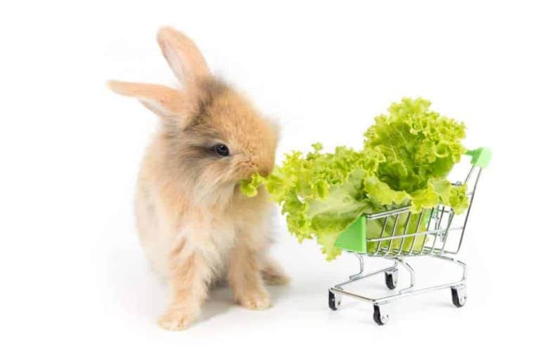 Can Rabbits Eat Lettuce? Pet Diet Guide