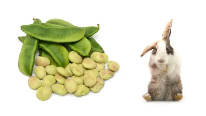 Can Rabbits Eat Lima Beans?
