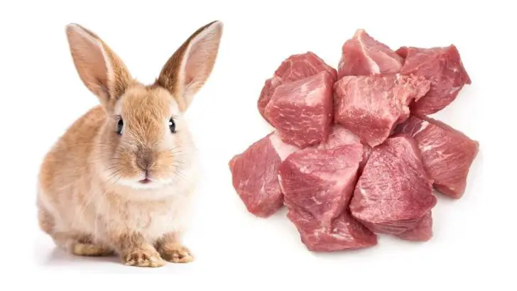 Can Rabbits Eat Meat?