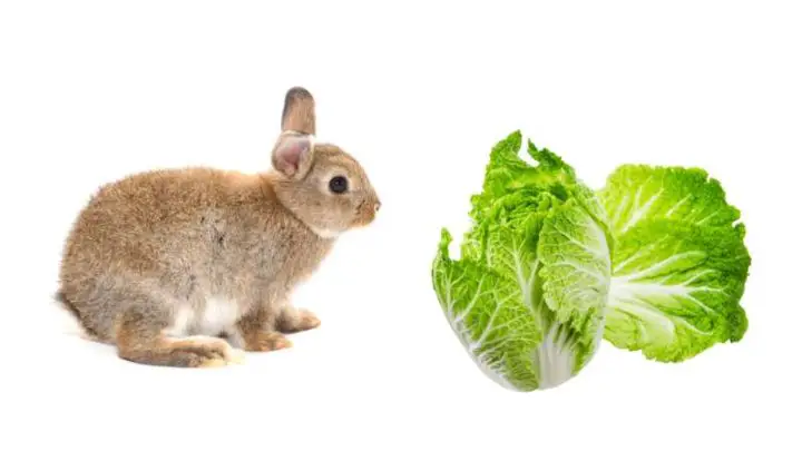 Can Rabbits Eat Napa Cabbage?