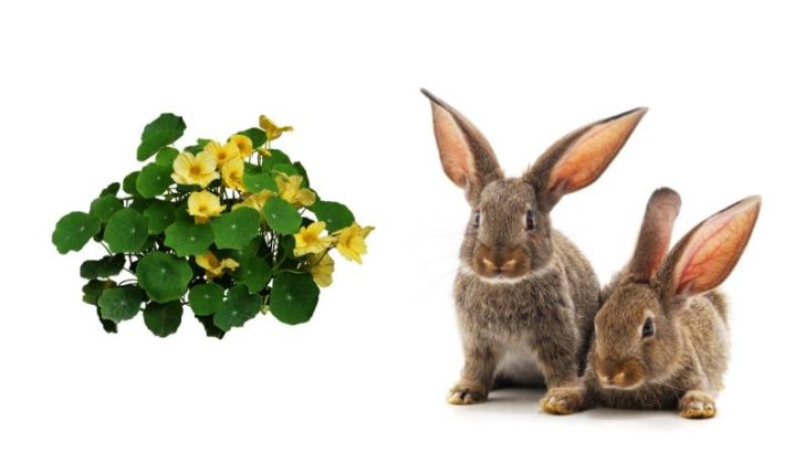 Can Rabbits Eat Nasturtiums?