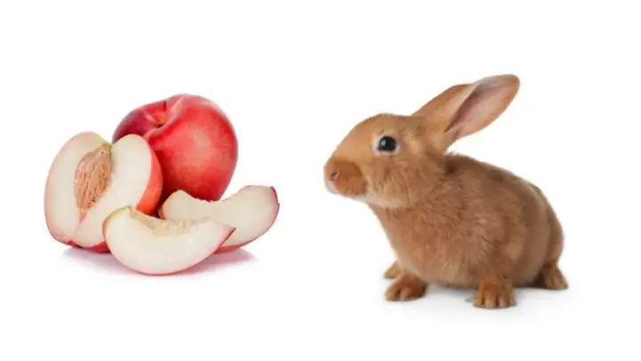 Can Rabbits Eat Nectarines?