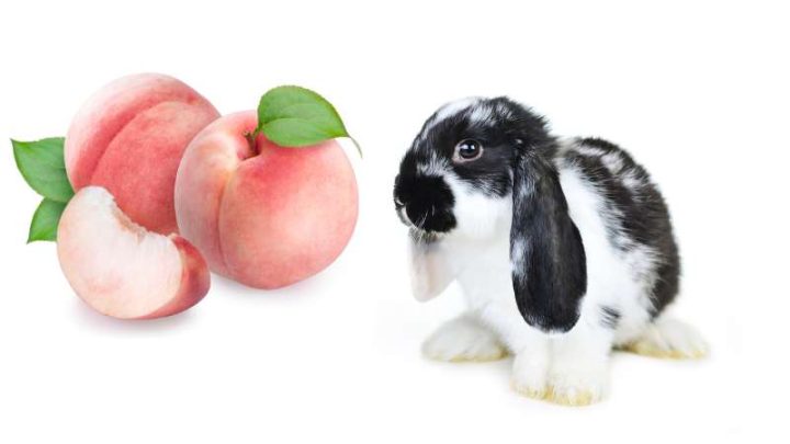 Can Rabbits Eat Peaches?