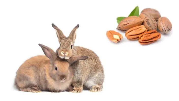 Can Rabbits Eat Pecans?