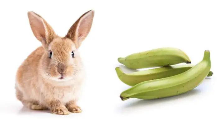 Can Rabbits Eat Plantains?
