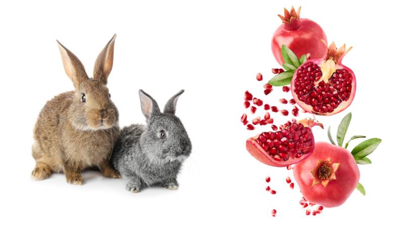 A closer look at Can Rabbits Eat Pomegranate Kefir