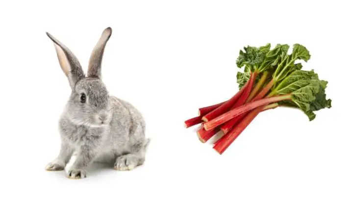 Can Rabbits Eat Rhubarb?
