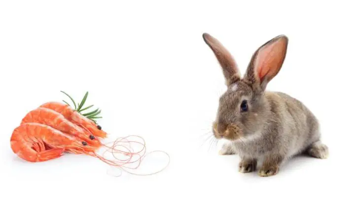 Can Rabbits Eat Shrimp?