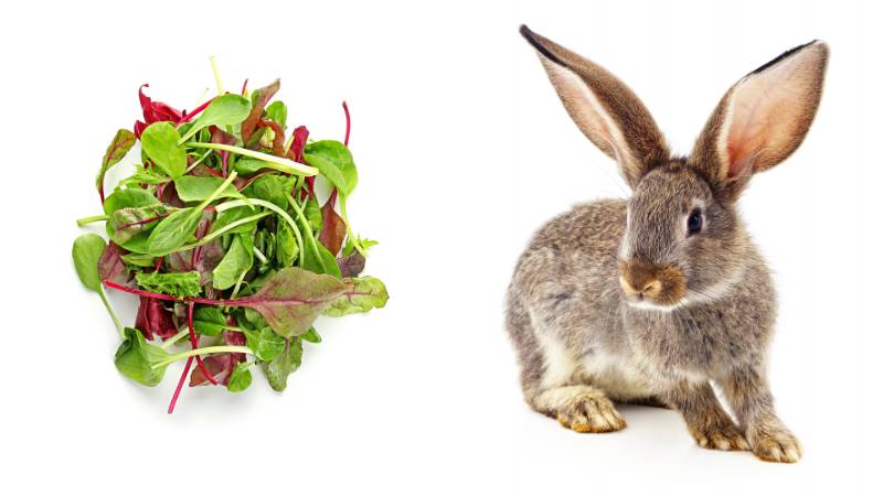 Can Rabbits Eat Spring Mix? | Pet Diet Guide