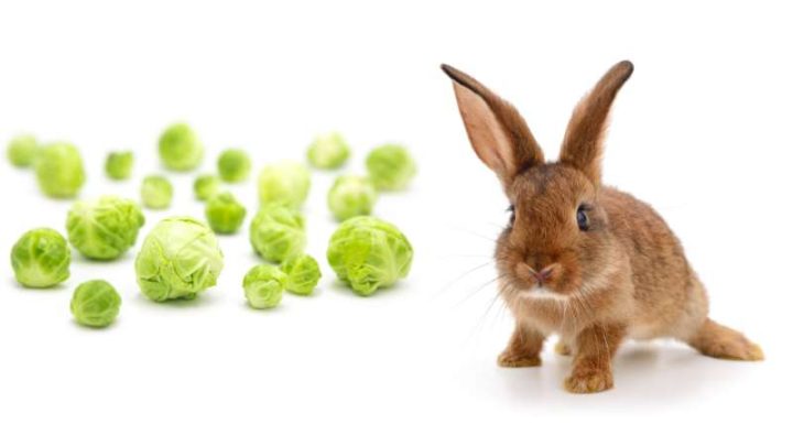 Can Rabbits Eat Sprouts?