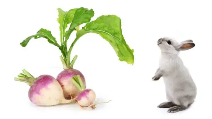 Can Rabbits Eat Turnip?