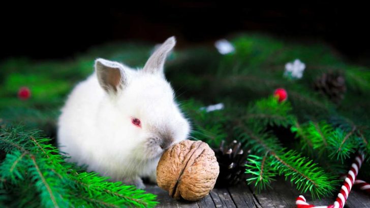 Can Rabbits Eat Walnuts?