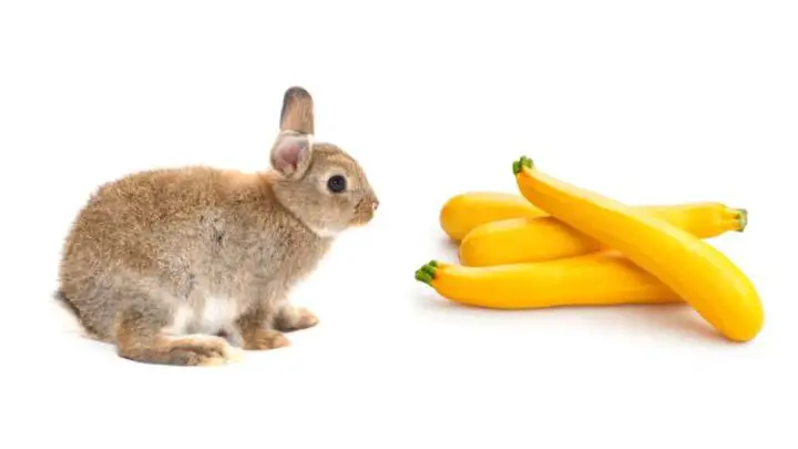 Can Rabbits Eat Yellow Squash?