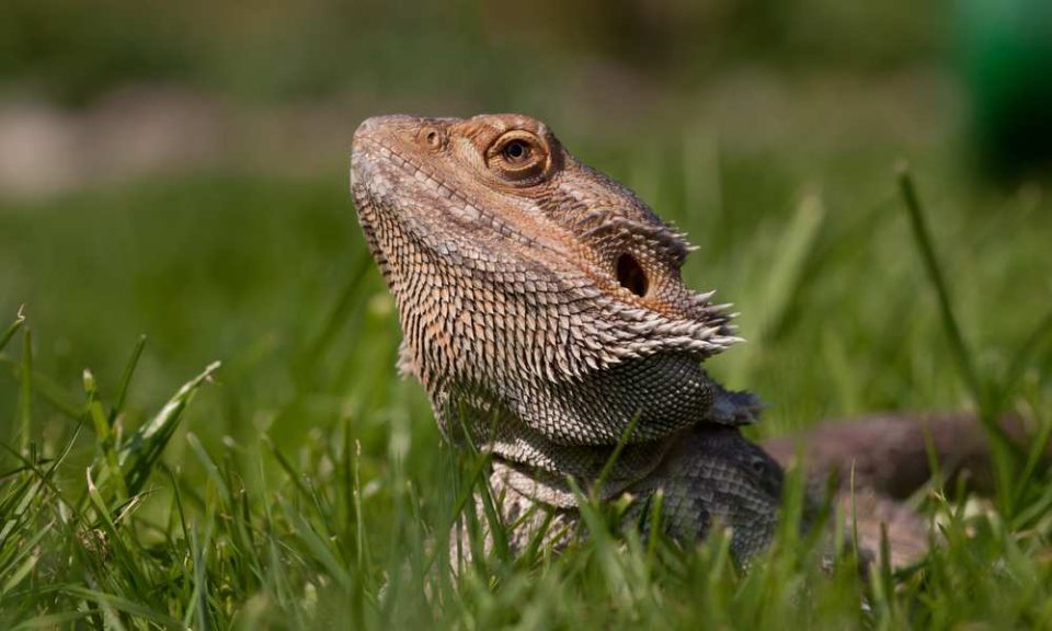 Can Bearded Dragons Eat Grass? Pet Diet Guide