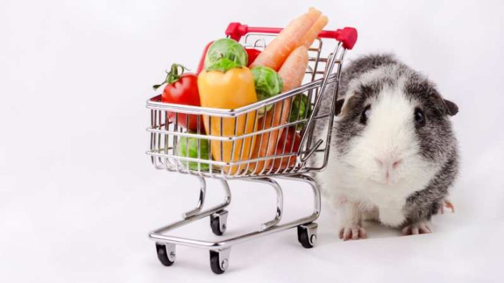Can Guinea Pigs Eat Cheese? Healthy Or Toxic? | Pet Diet Guide - Safely Offering Guinea Pigs Cheese