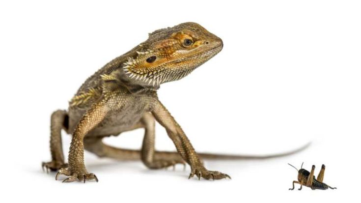 Can Bearded Dragons Eat Crickets? | Pet Diet Guide - Vitamin Rich Crickets For Bearded Dragons