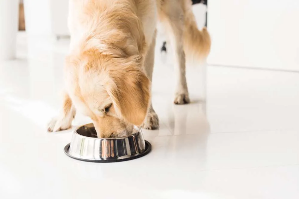 Dh Can Dogs Eat Black Beans