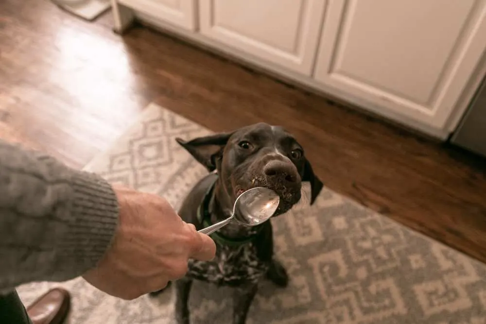 Dh Can Dogs Eat Butter