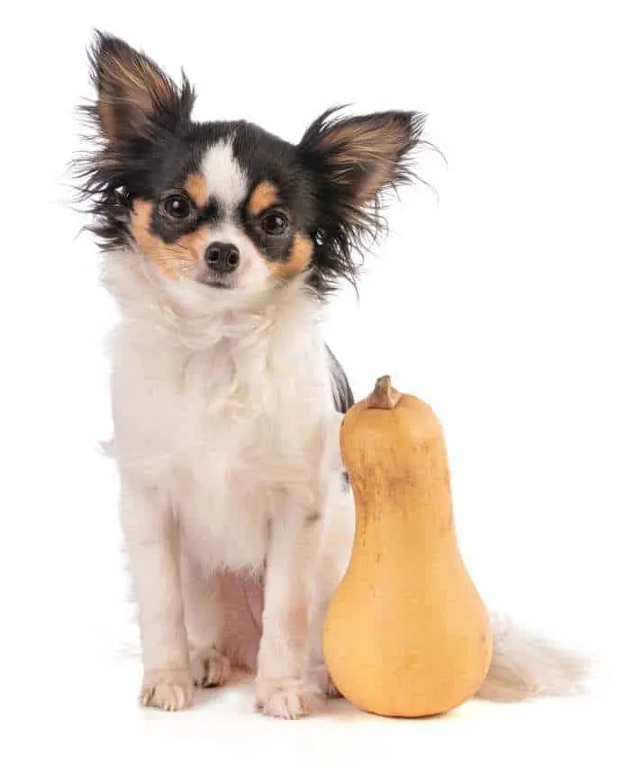 Dh Can Dogs Eat Butternut Squash