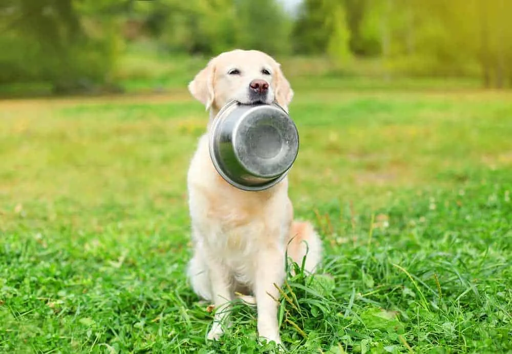 Dh Can Dogs Eat Edamame