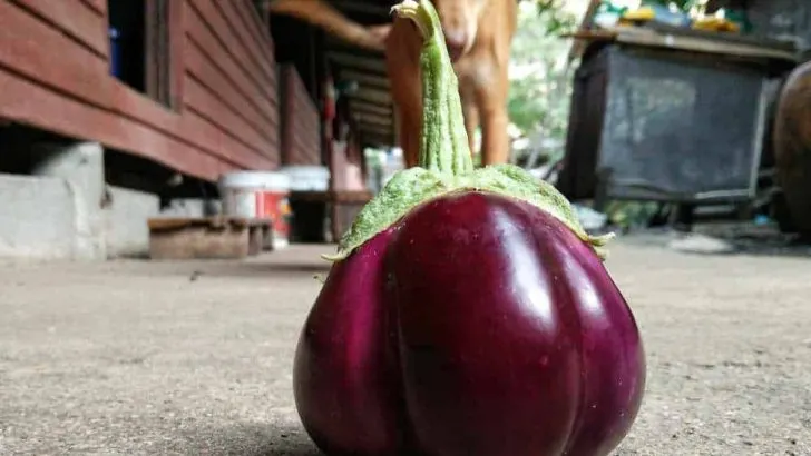 Dh Can Dogs Eat Eggplant