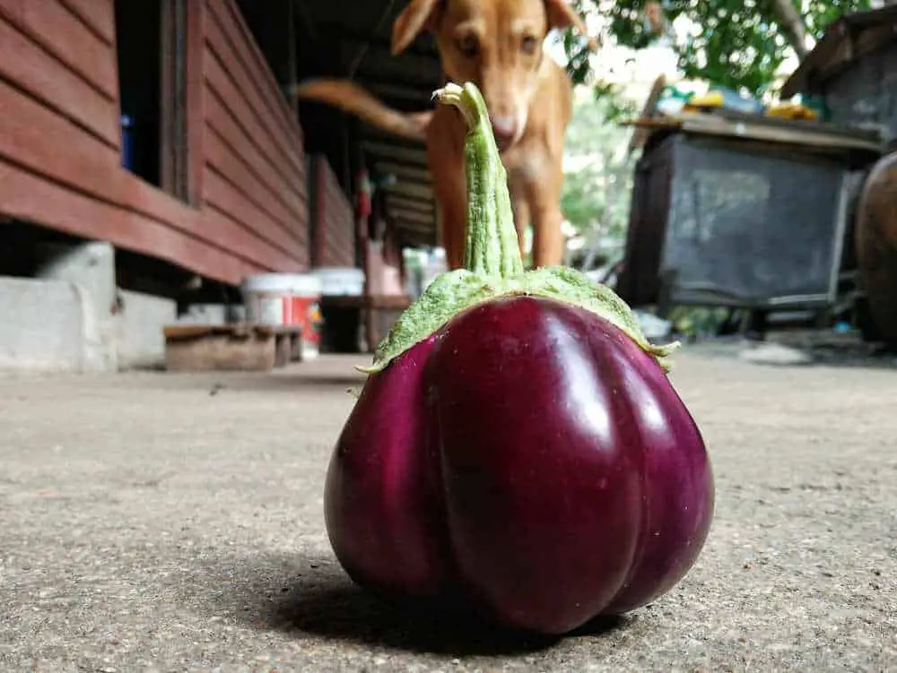 Can Dogs Eat Eggplant? Is Eggplant Bad For Dogs?