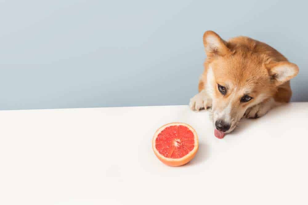 Dh Can Dogs Eat Orange Peels