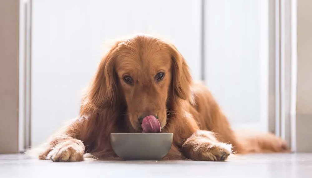 Dh Can Dogs Eat Papaya