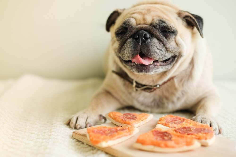 Dh Can Dogs Eat Pizza