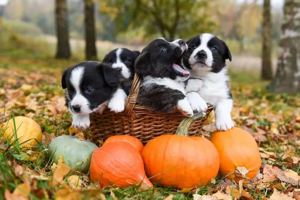 Dh Can Dogs Eat Raw Pumpkin