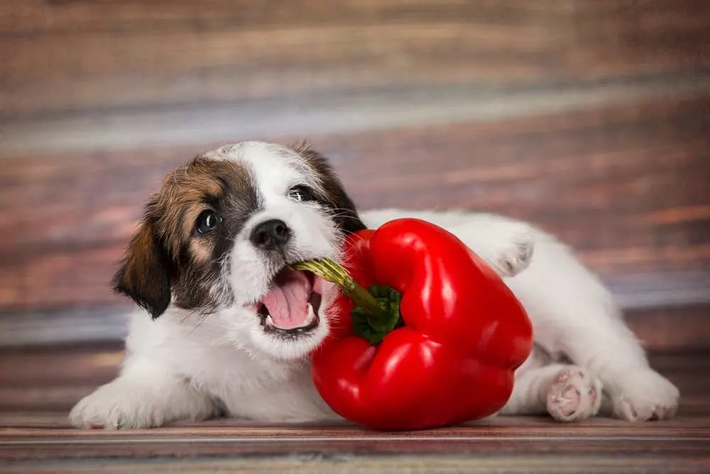 Dh Can Dogs Eat Red Peppers
