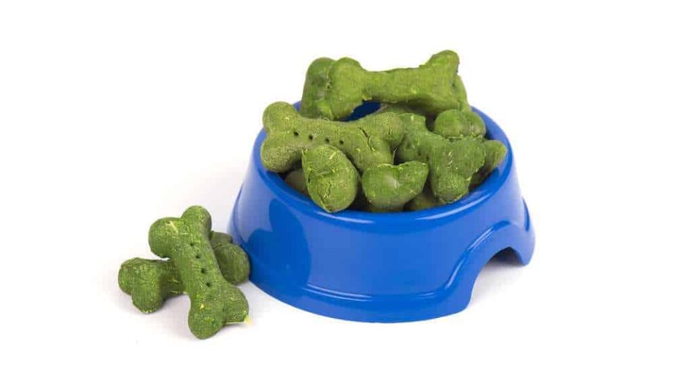 Can Dogs Eat Seaweed? Is Seaweed Bad For Dogs? Pet Diet Guide