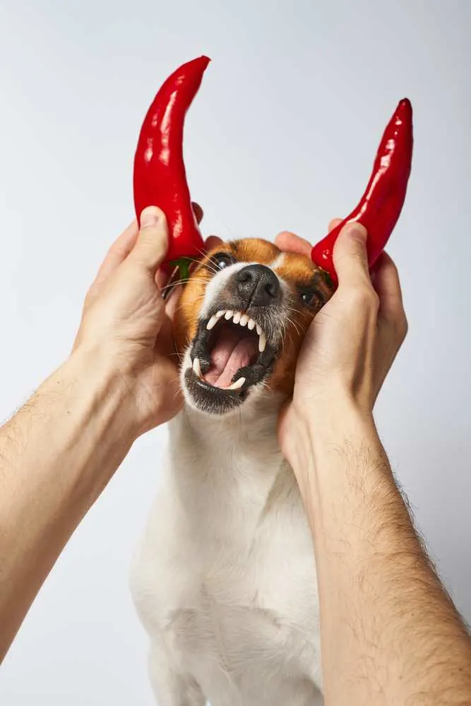 what happens if dogs eat spicy food